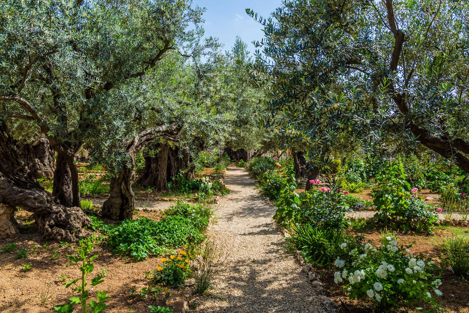 Garden of Gethsemane, Jerusalem